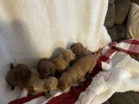 Golden Doodle Puppies for sale in Dorsey, IL 62021, USA. price: $100