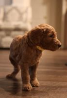 Golden Doodle Puppies for sale in Park Row, TX 77494, USA. price: $1,800