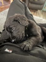 Golden Doodle Puppies for sale in Simpsonville, SC, USA. price: $800