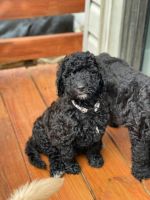 Golden Doodle Puppies for sale in Houston, TX 77018, USA. price: $350