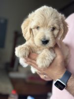 Golden Doodle Puppies for sale in Belleville, NJ 07109, USA. price: $260