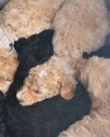 Golden Doodle Puppies for sale in Jackson, GA 30233, USA. price: $2,000