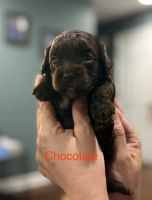 Golden Doodle Puppies for sale in Zion, IL 60099, USA. price: $650