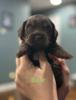 Golden Doodle Puppies for sale in Zion, IL 60099, USA. price: $750