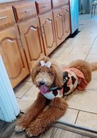 Golden Doodle Puppies for sale in 22424 Lakeshore Dr, Richton Park, IL 60471, USA. price: $200