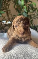 Golden Doodle Puppies for sale in Miami, FL, USA. price: NA