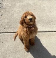 Golden Doodle Puppies for sale in Crown Point, IN 46307, USA. price: $800