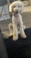 Golden Doodle Puppies for sale in Roswell, GA, USA. price: $950