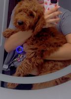 Golden Doodle Puppies for sale in Fontana, CA, USA. price: $1,700