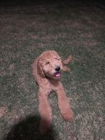 Golden Doodle Puppies for sale in Webberville, TX 78653, USA. price: $1,000