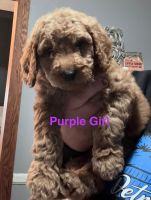 Golden Doodle Puppies for sale in Port Huron, MI, USA. price: $1,200