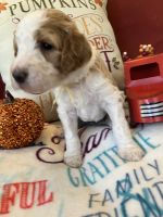 Golden Doodle Puppies for sale in Paris, TX, USA. price: $850