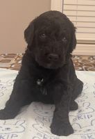 Golden Doodle Puppies for sale in 35 Tarheel Landing Dr, Benson, NC 27504, USA. price: $1,250