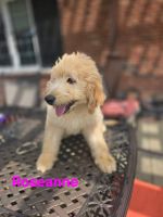 Golden Doodle Puppies for sale in Lexington, KY, USA. price: $1,000