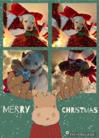 Golden Doodle Puppies for sale in Lancaster, TX, USA. price: $2,250