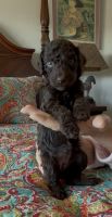 Golden Doodle Puppies for sale in Henderson, NV, USA. price: $2,000