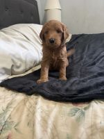 Golden Doodle Puppies for sale in Chicago, IL, USA. price: $1,000