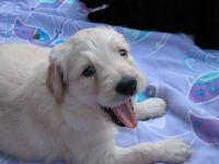 Golden Doodle Puppies for sale in Arva, ON, Canada. price: NA