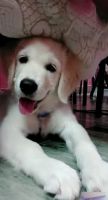 Golden Retriever Puppies for sale in Nacharam, Secunderabad, Telangana, India. price: NA