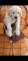 Golden Retriever Puppies for sale in Electronics City Phase 1, Electronic City, Bengaluru, Karnataka 560100, India. price: 15000 INR