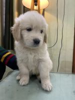 Golden Retriever Puppies for sale in Siddipet, Telangana, India. price: 20,000 INR
