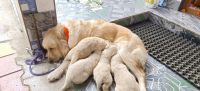 Golden Retriever Puppies for sale in Tumakuru, Karnataka, India. price: 14000 INR