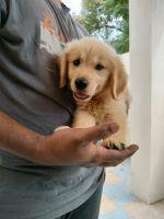 Golden Retriever Puppies for sale in Bypass Road, Madurai, Tamil Nadu 625018, India. price: 20,000 INR