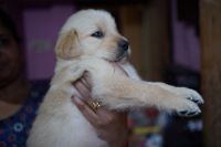 Golden Retriever Puppies for sale in Cuttack, Odisha, India. price: 15,000 INR