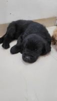 Golden Retriever Puppies for sale in Pune, Maharashtra, India. price: NA