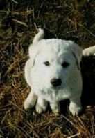 Golden Retriever Puppies for sale in Otterville, ON N0J 1R0, Canada. price: $500