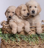 Golden Retriever Puppies for sale in Montreal, QC, Canada. price: NA