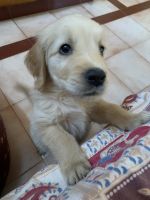 Golden Retriever Puppies for sale in Masab Tank, Hyderabad, Telangana, India. price: 20,000 INR