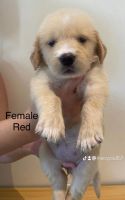 Golden Retriever Puppies for sale in Kawit, 4104 Cavite, Philippines. price: 35,000 PHP