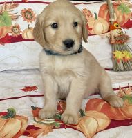 Golden Retriever Puppies for sale in Whittier, CA 90604, USA. price: $800