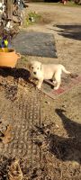Golden Retriever Puppies for sale in Hope Valley, Hopkinton, RI 02832, USA. price: $600