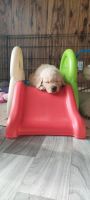 Golden Retriever Puppies for sale in Alden, NY 14004, USA. price: $3,000
