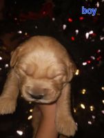 Golden Retriever Puppies for sale in Bend, Oregon. price: $1,800