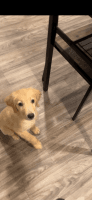 Golden Retriever Puppies for sale in Fallbrook, California. price: $650
