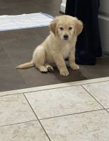Golden Retriever Puppies for sale in Washington DC, Washington. price: $700