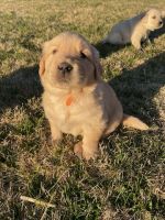 Golden Retriever Puppies for sale in Petersburg, Indiana. price: NA