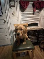 Golden Retriever Puppies for sale in Albany, New York. price: NA