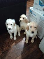Golden Retriever Puppies for sale in New Haven, Connecticut. price: $1,600