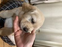 Golden Retriever Puppies for sale in Moruya, New South Wales. price: $1,500