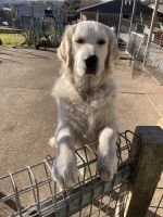 Golden Retriever Puppies for sale in Moruya, New South Wales. price: $3,500