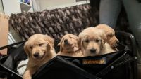 Golden Retriever Puppies for sale in Modesto, California. price: $1,500