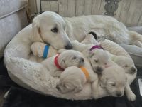 Golden Retriever Puppies for sale in Tracy, California. price: $2,500