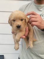 Golden Retriever Puppies for sale in Unanderra, New South Wales. price: $3,500