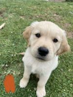 Golden Retriever Puppies for sale in Mount Gambier, South Australia. price: $2,700