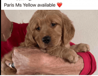 Golden Retriever Puppies for sale in Wesley Chapel, Florida. price: $2,500