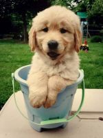 Golden Retriever Puppies for sale in Greenville, South Carolina. price: $600